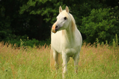 Sutton Consulting and Farm Management