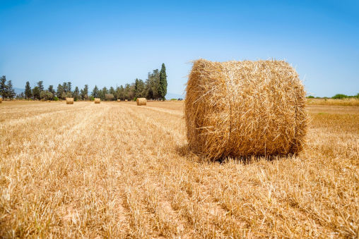 Sutton Consulting and Farm Management