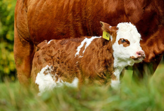 Sutton Consulting and Farm Management