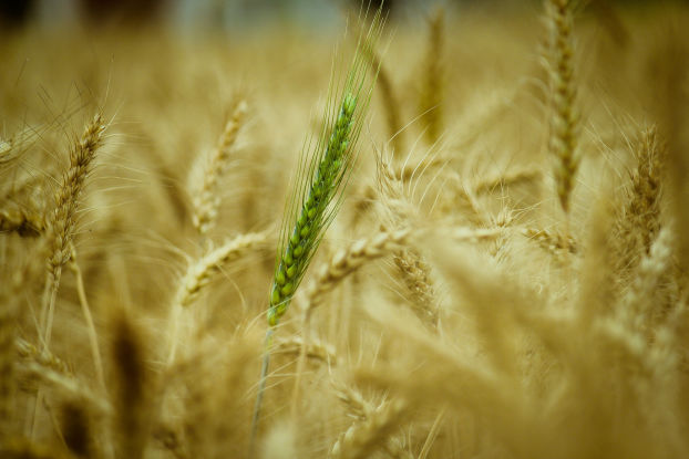 Sutton Consulting and Farm Management